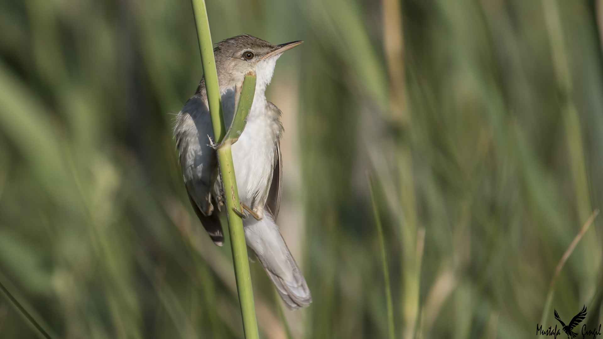 Eurasian Reed Warbler